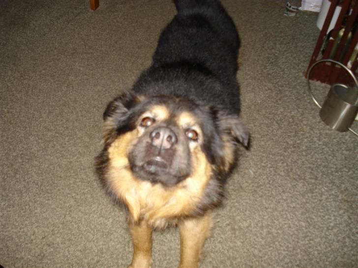 Blanding af racer rolf billede 8