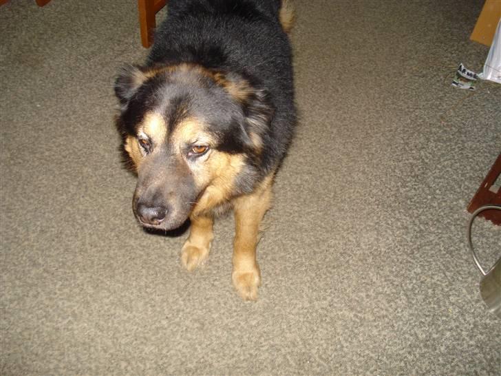 Blanding af racer rolf billede 9