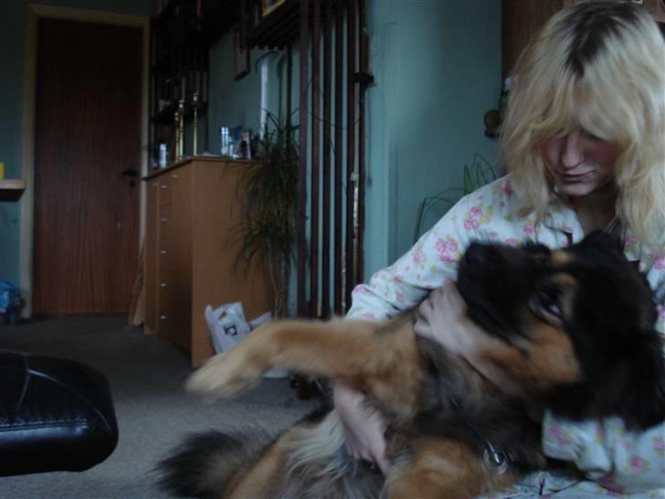 Blanding af racer rolf - mig og min dejlig hund billede 11