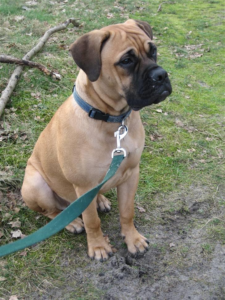 Bullmastiff Isabella - Holder øje med ungerne ( 6½ mdr) billede 9