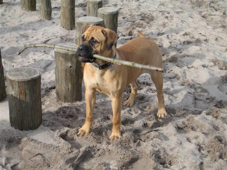 Bullmastiff Isabella - Se lige min pind ( 6½ mdr) billede 10