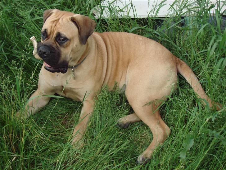 Bullmastiff Isabella - Hmmmm - hvor gemmer jeg så mit ben????? (11 mdr) billede 11