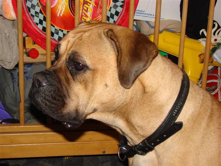 Bullmastiff Isabella - Hov kommer der nogen??? (14 mdr) billede 12