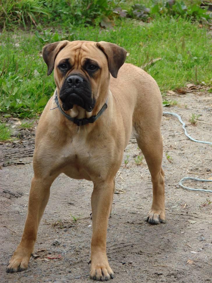 Bullmastiff Isabella - Her er Isabella 1 år billede 13