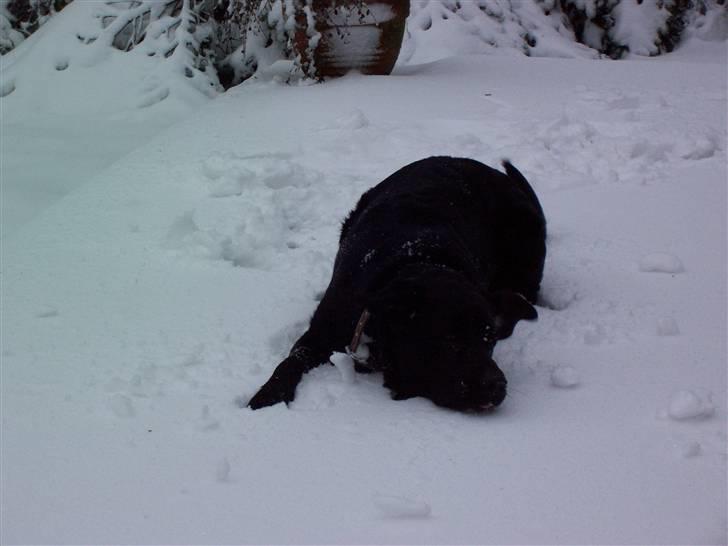 Blanding af racer Siggi billede 4