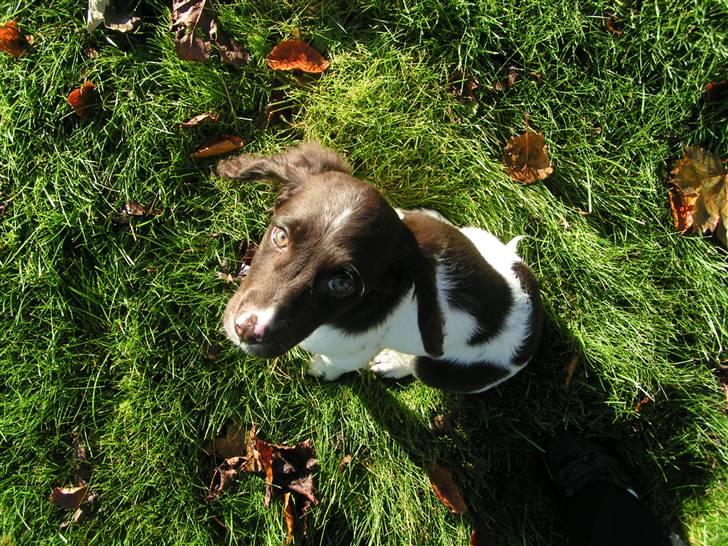 Kleiner münsterländer Sprocket - Bitte lille hvalp...oktober 2007 billede 20