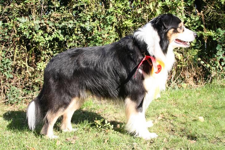 Australian shepherd LP1, RBM,  Painted Magic  Boromir of Gondor RIP   billede 19