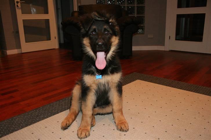 Schæferhund Odin R.I.P. - se mig billede 17