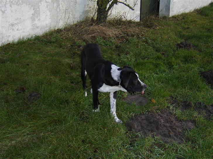 Blanding af racer Raja - Meget savnet billede 13