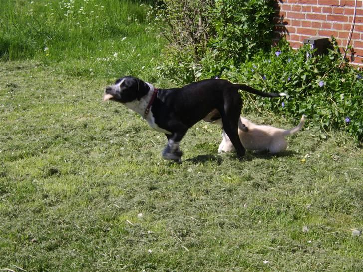 Blanding af racer Raja - Meget savnet - Jeg og lillesøster leger tagfat ;-) billede 14