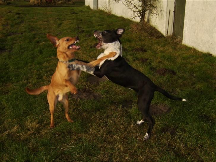 Blanding af racer Raja - Meget savnet - Ser vi ikke bare vildt farlige ud ?, men bare rolig vi slås altså kun for sjov billede 15