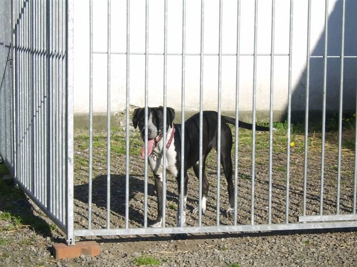 Blanding af racer Raja - Meget savnet billede 16