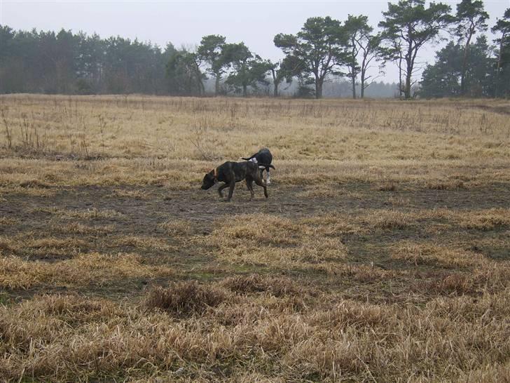 Blanding af racer Sasha - Meget savnet billede 9