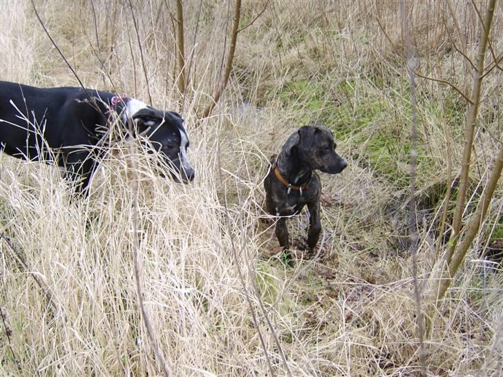 Blanding af racer Sasha - Meget savnet billede 12