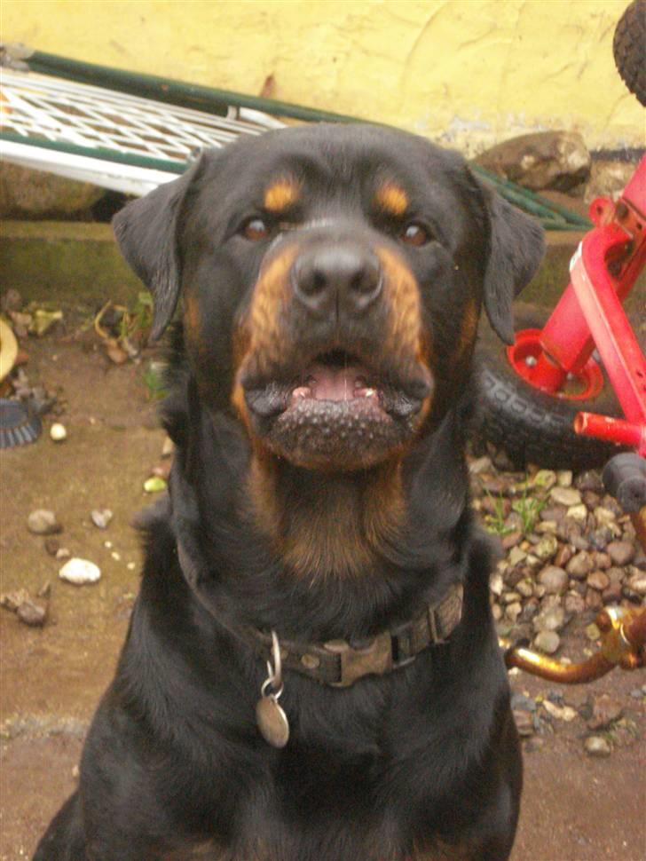 Rottweiler ANTON <3 R.I.P <3 - Anton 11.01-2008 .. Skal give hals :o) billede 7