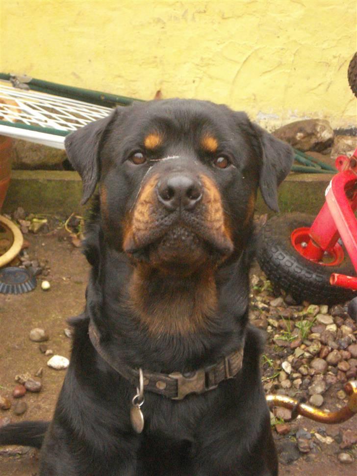 Rottweiler ANTON <3 R.I.P <3 - ANTON.... Mor´s smukke dreng... For lækker... !!! billede 8