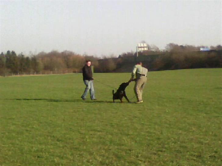 Rottweiler ANTON <3 R.I.P <3 - DER MÅ ARBEJDES.... Anton I bide-træning :o) billede 9
