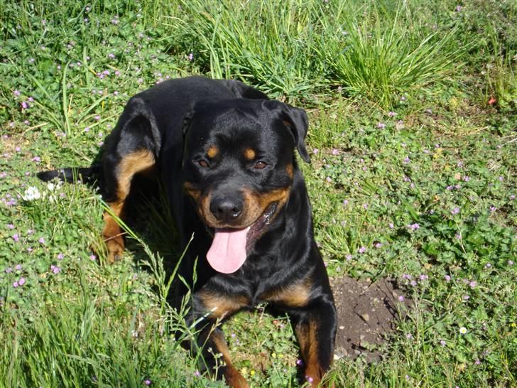 Rottweiler ANTON <3 R.I.P <3 billede 10