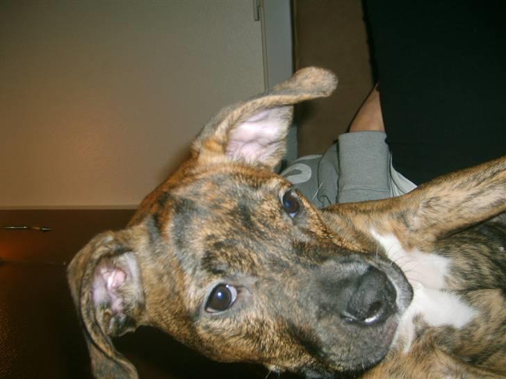 Amerikansk bulldog Dixie billede 15