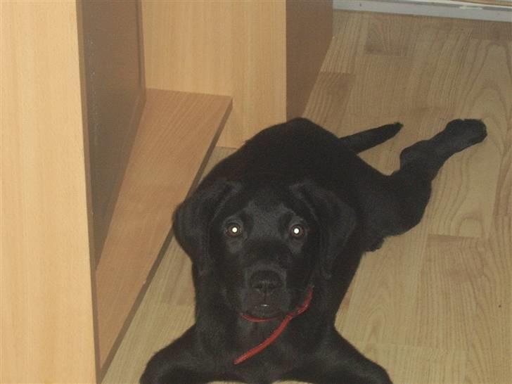 Blanding af racer Laika billede 1