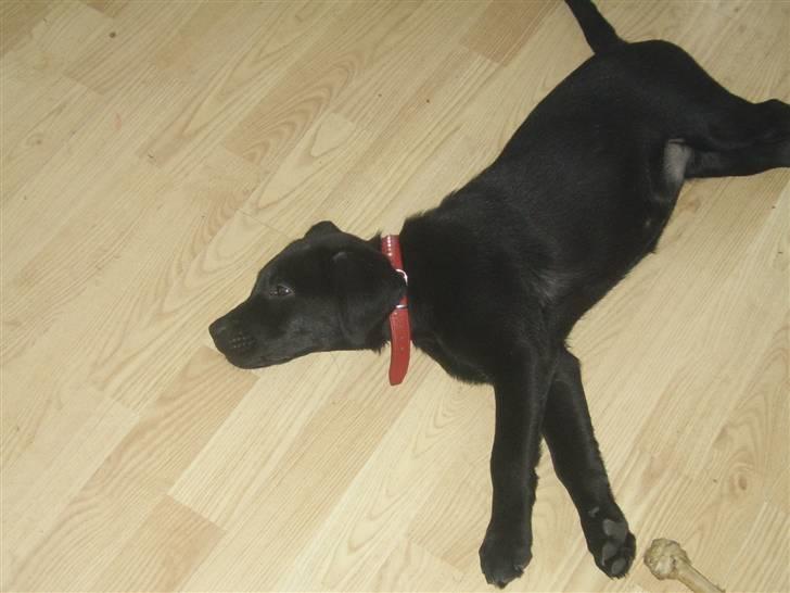 Blanding af racer Laika billede 2