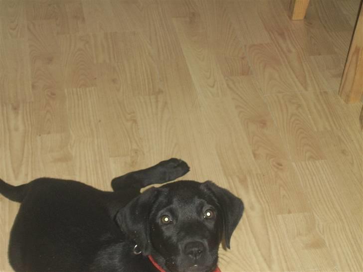 Blanding af racer Laika billede 3