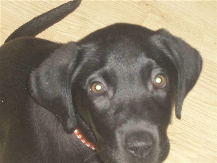 Blanding af racer Laika billede 4