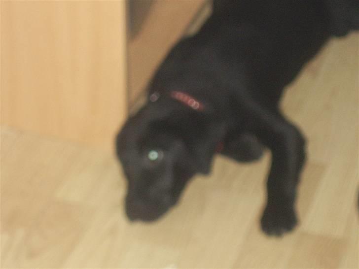 Blanding af racer Laika billede 5