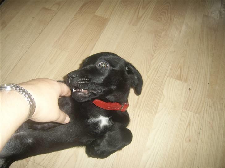 Blanding af racer Laika billede 6