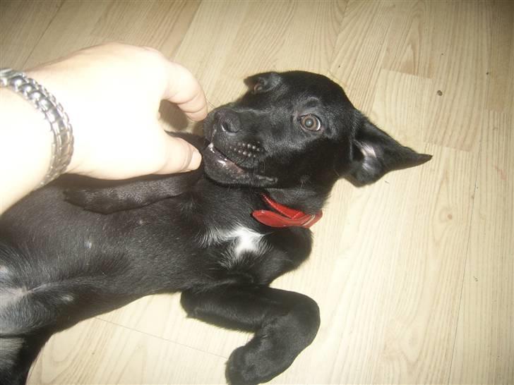 Blanding af racer Laika billede 7