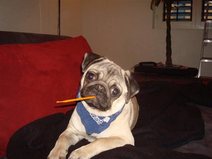 Mops Perle billede 1