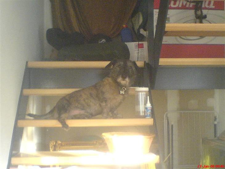 {{currentPhoto.altText}} billede {{currentPhoto.number}}