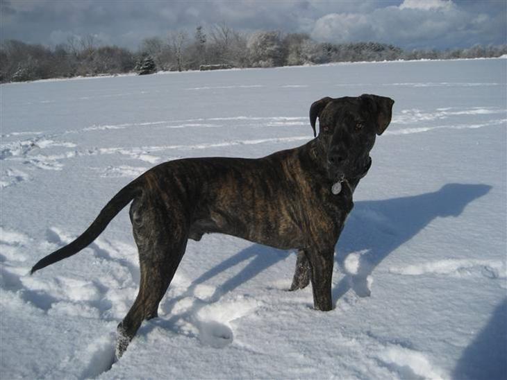 Blanding af racer Baloo - Se hvor flot jeg er blevet :o) billede 1