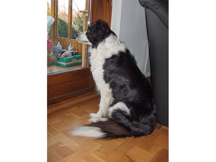 Border collie Eira (aflivet):O( - smukke Eira billede 1
