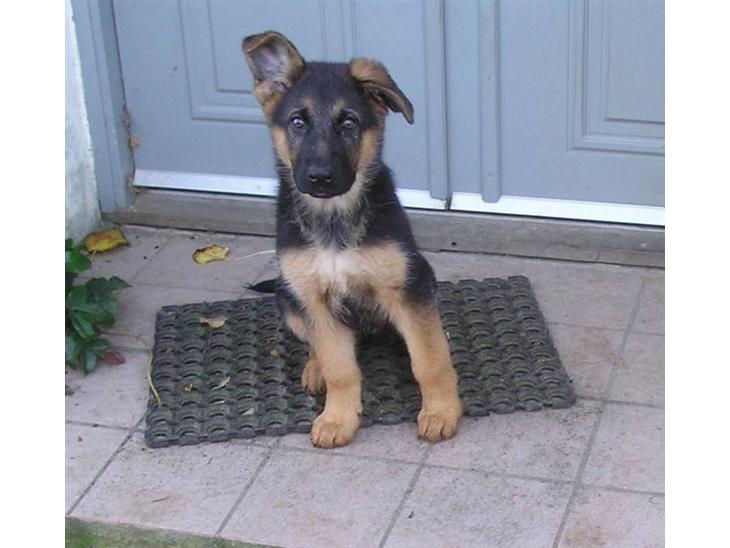 Schæferhund SENTA - Ja jeg er lidt skæv. PS: men prøv i at vente til min eger har taget et foto. billede 1