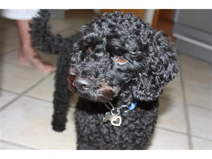 Dværgpuddel | Pjevs - hej billede 1