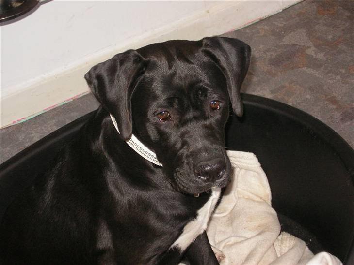 {{currentPhoto.altText}} billede {{currentPhoto.number}}