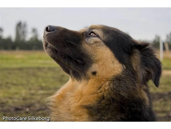 {{currentPhoto.altText}} billede {{currentPhoto.number}}