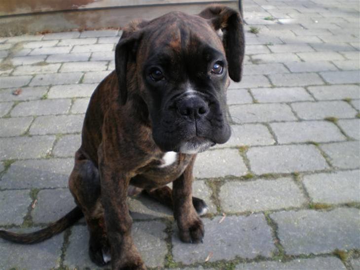 {{currentPhoto.altText}} billede {{currentPhoto.number}}