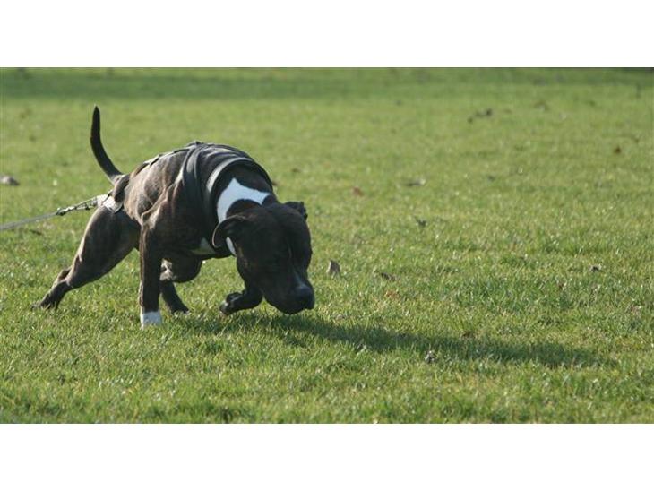 Blanding af racer Coco - Coco som er ude og træne. billede 1
