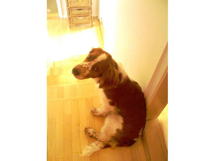 Welsh springer spaniel Simba billede 1