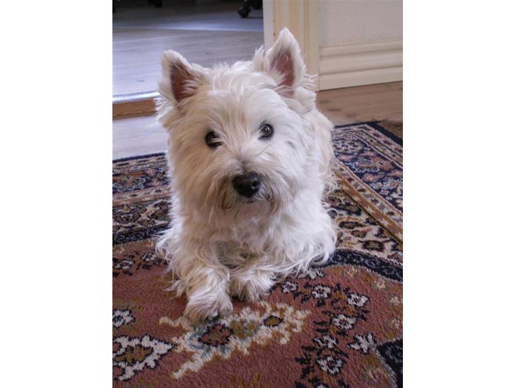 {{currentPhoto.altText}} billede {{currentPhoto.number}}