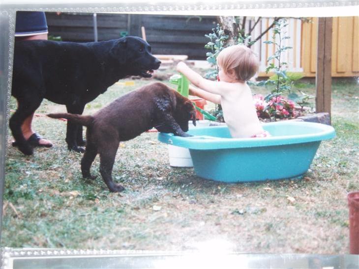 Labrador retriever Willi * aflivet :'( * - Willi og Sille vil også bade med mig i mit lille badekar xD billede 1