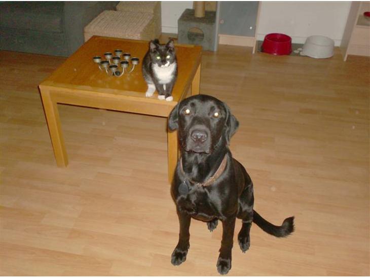 {{currentPhoto.altText}} billede {{currentPhoto.number}}