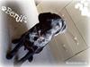 Labrador retriever Benji