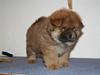 Chow chow Tessie