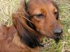 Dværggravhund Dina R.I.P (26 Maj 2008)