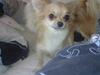 Chihuahua lille my 