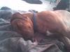 Rhodesian ridgeback Rinaldo