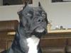 Amerikansk staffordshire terrier myrna